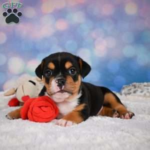 Buddy, Miniature Bulldog Puppy